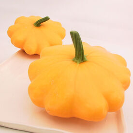 Y Star, Organic (F1) Patty Pan Squash Seed